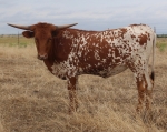 ML Roxanne - Longhorn Cows
