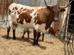 Sunrise Stella - Longhorn Cows