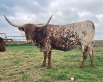 LR Princess - Longhorn Cows