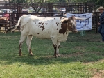 Sanddollar Lacey Revival - Longhorn Cows