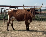 Discovery Elvira CP - Longhorn Cows