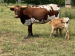 OCC Lady - Longhorn Cows