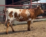 OCC Snap Shot - Longhorn Cows