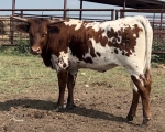 OCC Sage Hen - Longhorn Cows