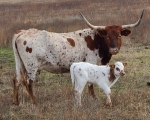 Kid Emily CP heifer calf - Longhorn Heifers