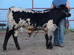 LPG Nitro - Longhorn Bulls