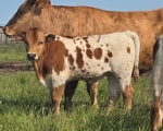 LR Bambi X Annas Nightwatch - Longhorn Bulls