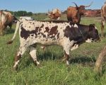 LR Miss Rosey X Annas Nightwatch - Longhorn Bulls
