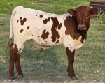 LR Samsonites Rosey CP bull - Longhorn Bulls