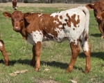 LR True Blue CP - Longhorn Heifers
