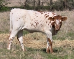 Lacey Revival X Discovery - Longhorn Heifers