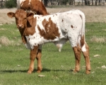 Boom Shindig Boom CP - Longhorn Bulls