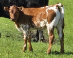 Lilly 00 X Discovery - Longhorn Heifers