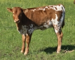 Lilly 00 X Discovery - Longhorn Heifers