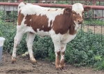LR Mily Mouse CP - Longhorn Heifers