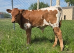 LR Miss Lil Britches CP Bull - Longhorn Bulls