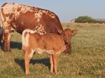 Magic Discovery CP Heifer - Longhorn Heifers