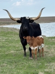 Maleficent CP heifer - Longhorn Heifers