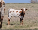 Maybelline CP heifer - Longhorn Heifers