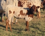 Starlight Chick CP heifer - Longhorn Heifers
