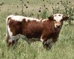 OCC Snap Shot X Annas Nightwatch - Longhorn Bulls