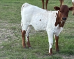 PolkaGhost X Perpetua James - Longhorn Heifers