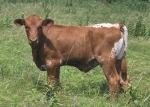 Preach To Rexxie CP heifer - Longhorn Heifers