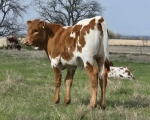 R4 Clear Sky X Shindig - Longhorn Heifers