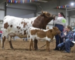 R4 High Hopes - Longhorn Cows