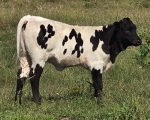 HL Razzle Dazzle heifer - Longhorn Heifers