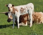 RevMyBoomerang X CK Tenbar - Longhorn Heifers