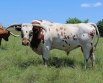 Sanddollar Revival - Reference Longhorn Bulls