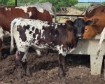 Ripping X Que Ball - Longhorn Bulls