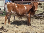 LR Emmylou Grace CP - Longhorn Heifers
