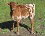 Chrysalis X Discovery - Longhorn Heifers