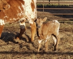 OCC Snap Shot heifer - Longhorn Heifers