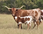 RR Start Me Up & HD Gunnison - Longhorn Bulls