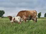 RR Start Me Up heifer - Longhorn Heifers
