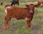 Scaredy Cat CP - Longhorn Heifers