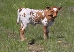 Sweet Aurora X Chaparral Shindig - Longhorn Heifers