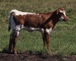 Sweet Pea heifer - Longhorn Heifers