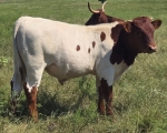 TC3 Miss Rondo Society Bull - Longhorn Bulls