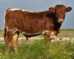TC3 Mojo Gogo Bull - Longhorn Bulls