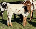TL Jada heifer - Longhorn Heifers
