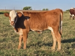 Tommy Girl CP heifer - 