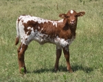 OCC Totally Bhin X LR Que Ball CP - Longhorn Heifers