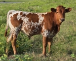 Rusty Pee Jays CP - Longhorn Bulls