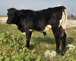 Velocitys Lady CP bull - Longhorn Bulls