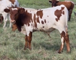 Velocity Magic Bull prospect - Longhorn Bulls