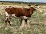 WIC Viola - Longhorn Cows